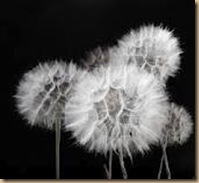 black and white flower