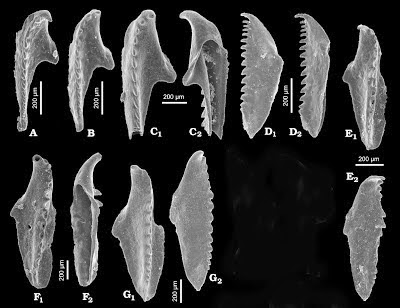 http://sciencythoughts.blogspot.co.uk/2013/07/two-new-species-of-scolecodont-from.html