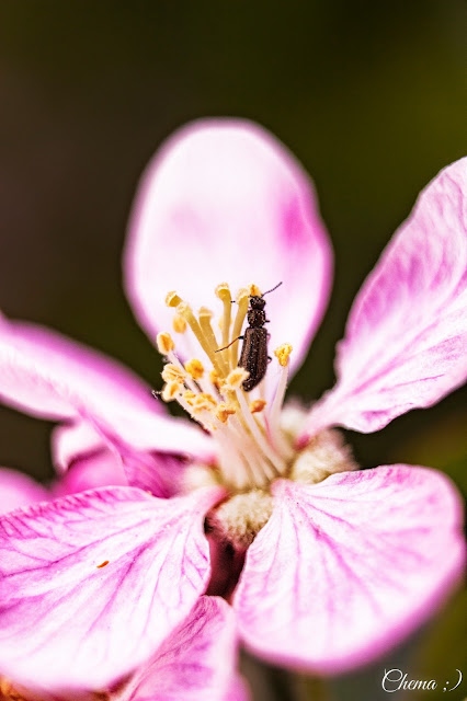 Flor del manzano y un insecto alimentándose