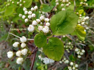 Смотрите также тему:  Спирея уссурийская / Таволга уссурийская (Spiraea ussuriensis)