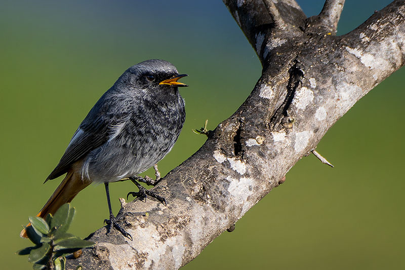 Black Redstart sitting on a tree