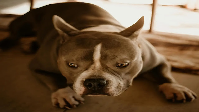 Dog Panic Attack