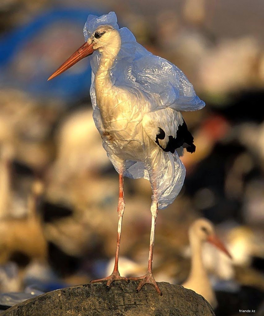You Will Want To Recycle Everything After Seeing These Photos! - A Stork Trapped In Plastic
