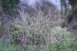 arbuste floraison printemps