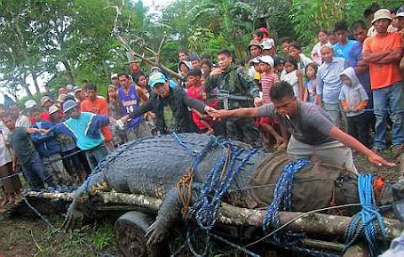 crocodile captured on Sunday evening