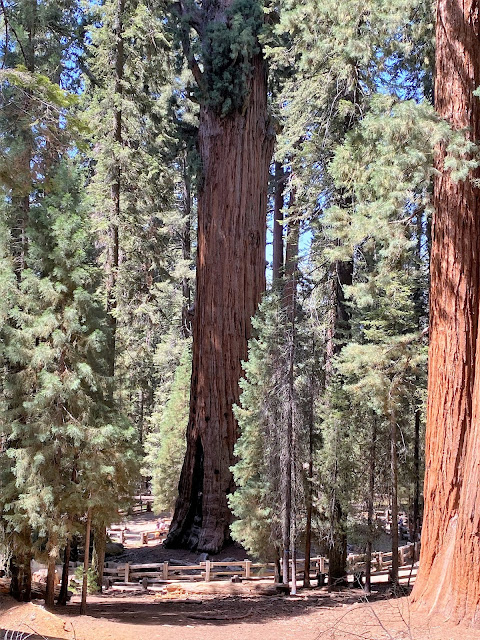 The General Sherman Tree