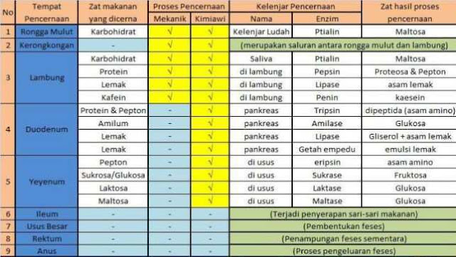 tabel proses sistem pencernaan pada manusia lengkap