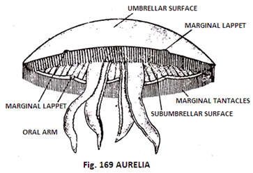 Diagram Of Aurelia