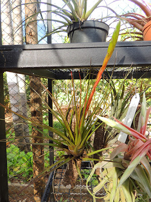 Tillandsia tricolor care and culture