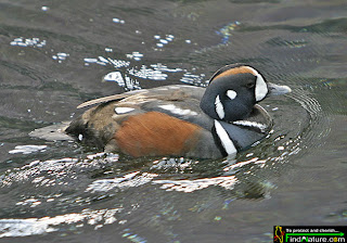 Pato arlequín Histrionicus histrionicus