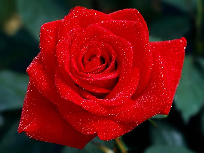 roses that can hint to choose when you decide to have a valentine rose