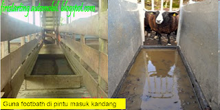 Bukan doktor veterinar: FOOT ROT pada kambing bebiri