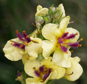 Flowers of Dark Mullein, Verbascum nigrum.  Orpington Field Club visit to Lullingstone Country Park.  13 August 2011.