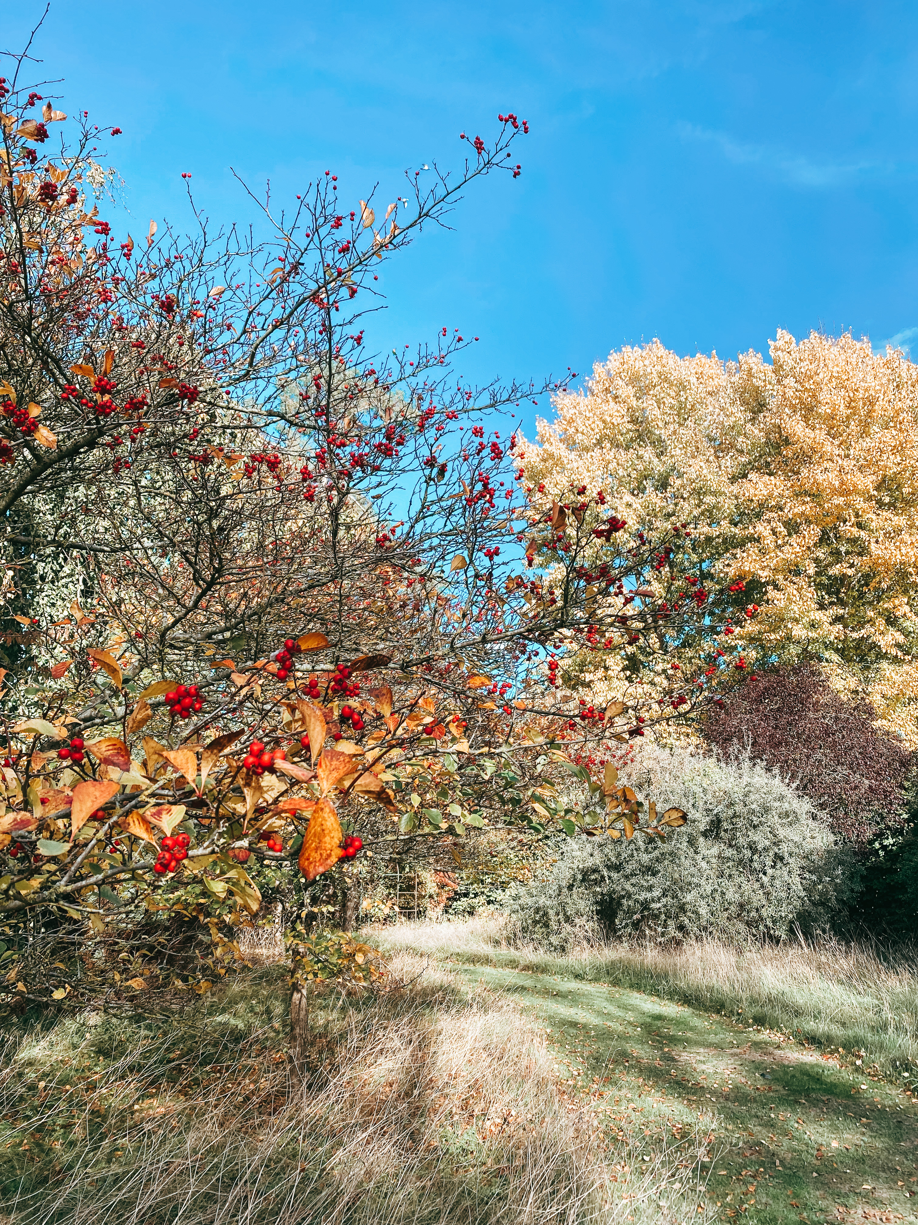 Autumn Colours @ Chippenham Park Gardens