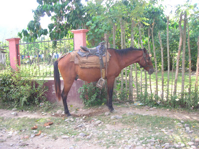 Horse, Yaruca, Honduras