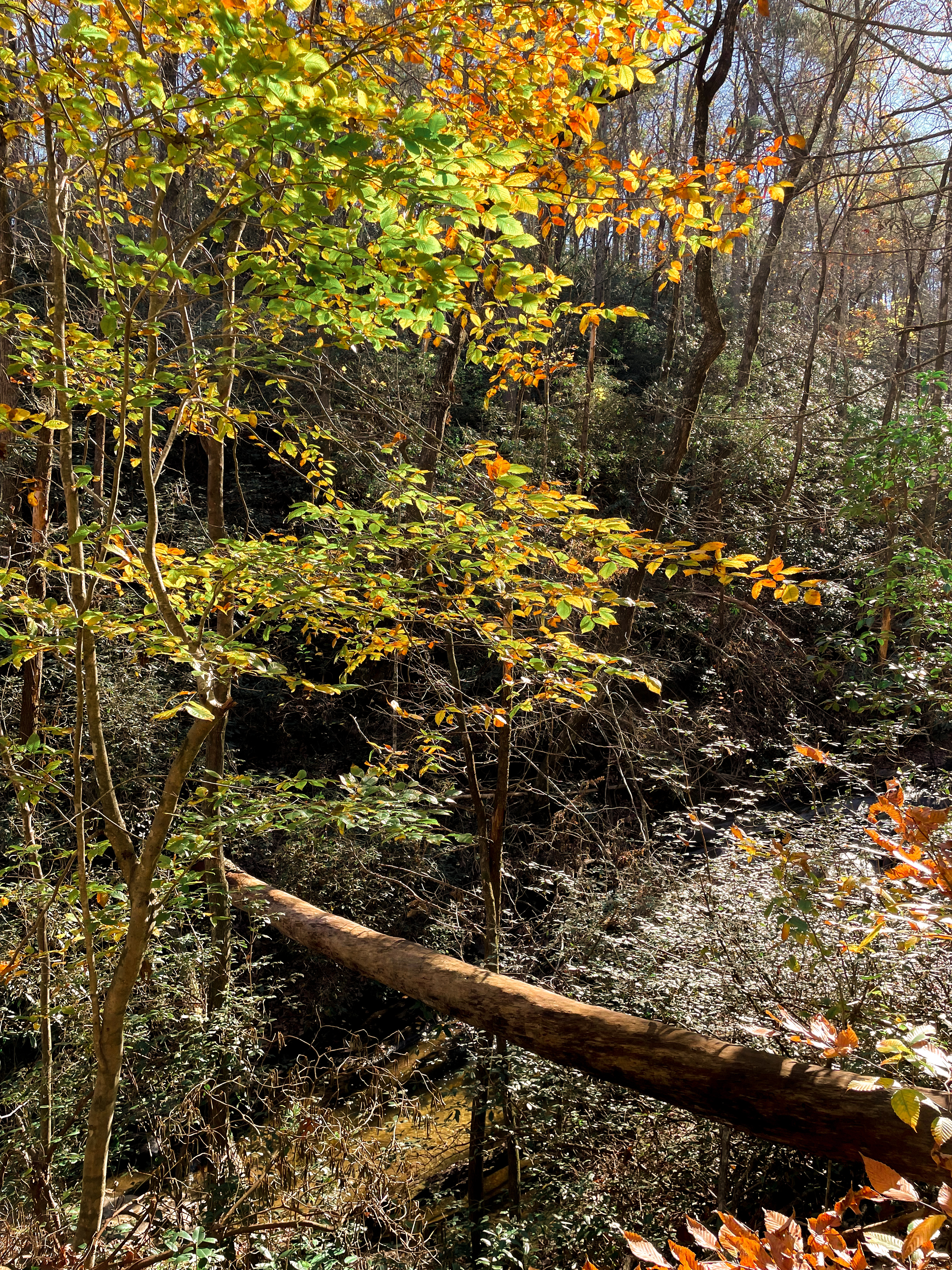 Carrick Creek Trail