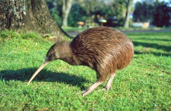 Burung Yang Tidak Bisa Terbang