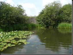Erewash canal 08.13 006