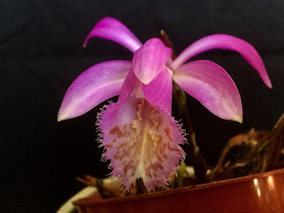 Pleione limprichtii care and culture