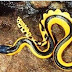 Bahaya Ular Laut Kuning, Bisa Membu...