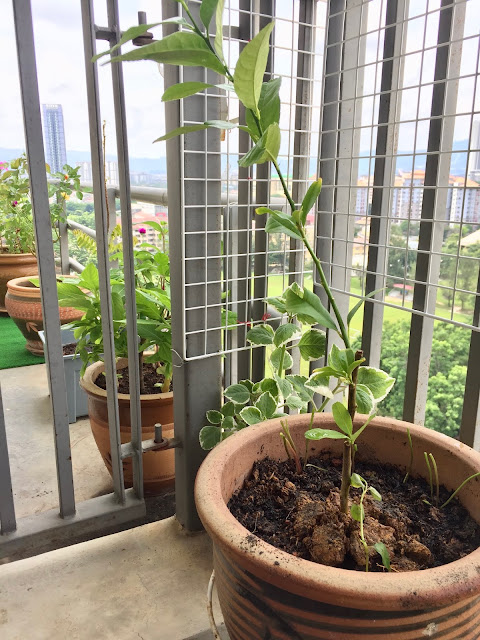 Balcony - Tanam pokok yang boleh dimakan.