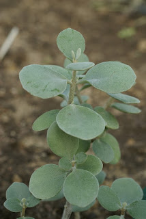 Kalanchoe hildebrandtii - Kalanchoe de Hildebrandt