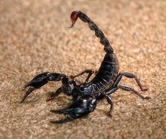 The Black Scorpion is only found near the Norong'Sorno Volcano and in the 