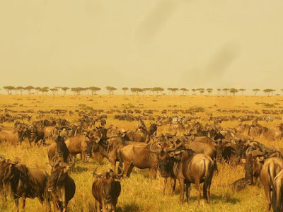 Masai Mara wildebeest migration on safari in Kenya