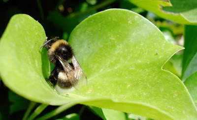 Fotografías de insectos como Arañas, Abejas, Moscas, Catarinas, y Gusanos