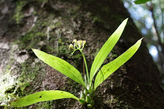 チケイラン、屋久島の植物