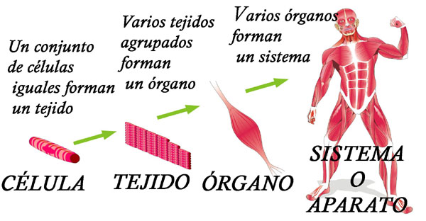 Niveles De Organizacion En El Cuerpo Humano Celula Tejido