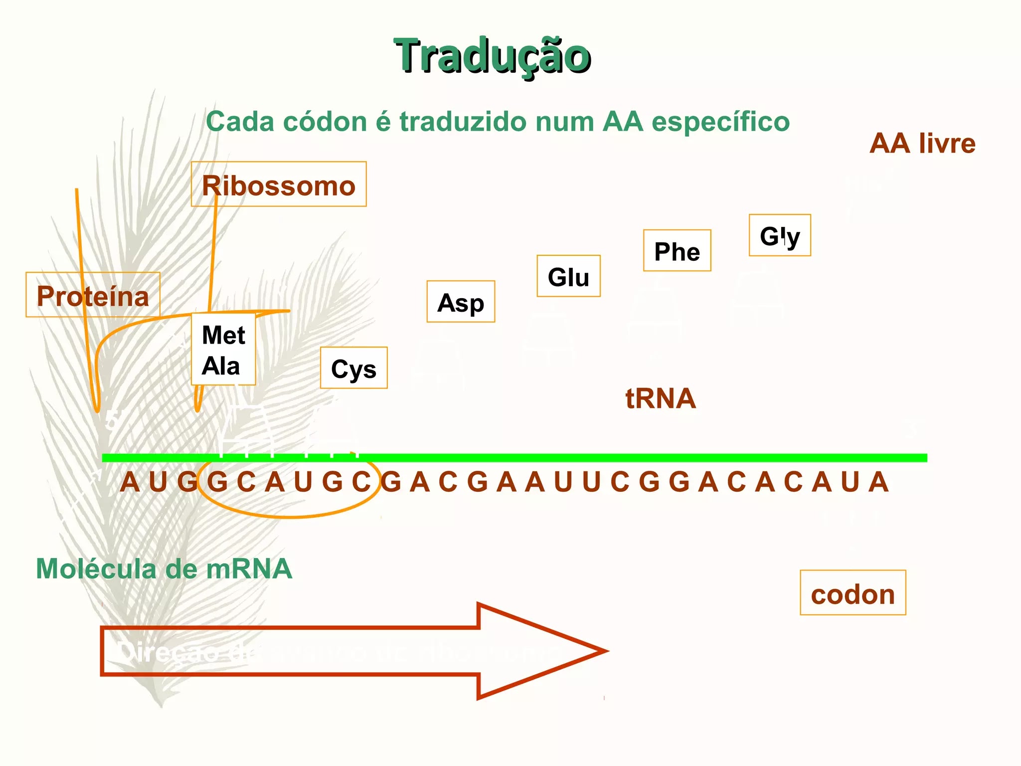 Introdução a genética