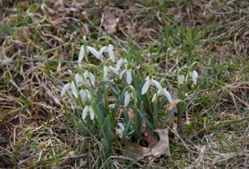 Snow Drop