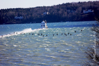 canada geese in flight