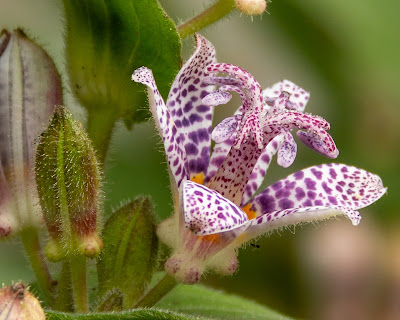 Close-up image of a Japanese Hairy Toad Lily - Deep Cut Gardens, Middletown, New Jersey