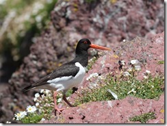 Oystercatcher