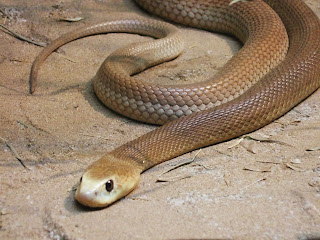 Taipan Snake