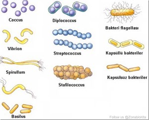 Bentuk-Bentuk bakteri dan Reproduksi Bakteri Dalam Ilmu Biologi
