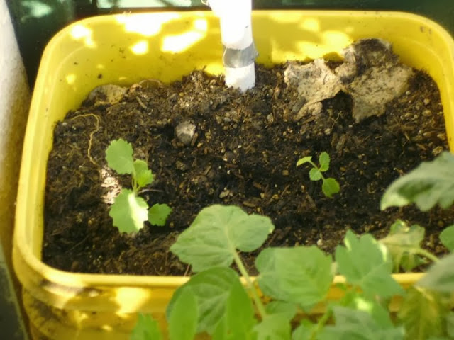 Kale Seedlings