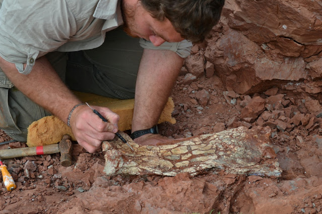 Phát hiện hóa thạch loài thằn lằn bay khổng lồ ở Argentina