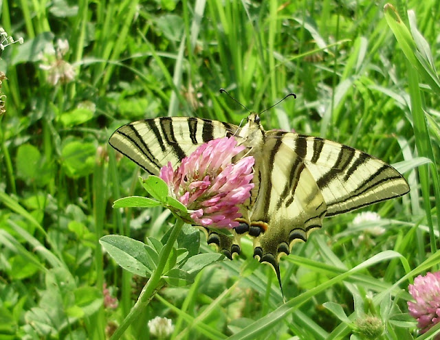 Bolboreta Iphiclides podalirius libando