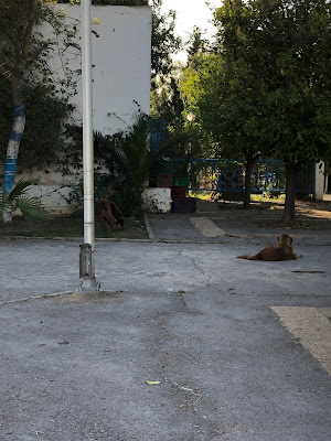 Parc de Sidi Bou Saïd園内の野犬