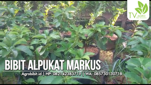 Jual Bibit Alpukat Markus Murah