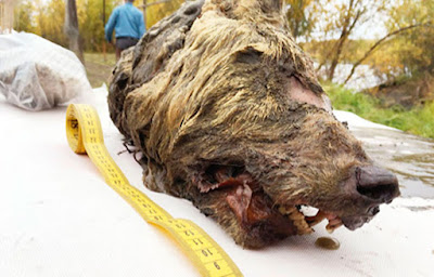 La testa del lupo del Pleistocene scoperta in Yakutia.