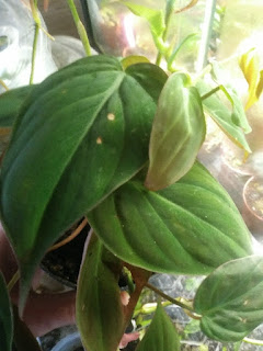 Philodendron scandens micans