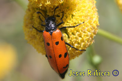 Mylabris hieracii de la colección de insectos de Jesús Rubiera
