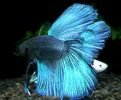 Never put two male Siamese Fighting Fish together they will attack and kill
