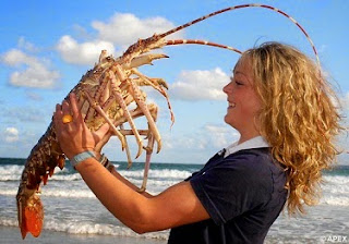 Cara Memasak Lobster yang Enak