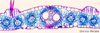 biologi gonzaga: monokotil - dikotil