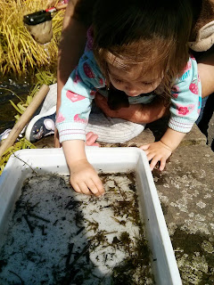 exploring a pond